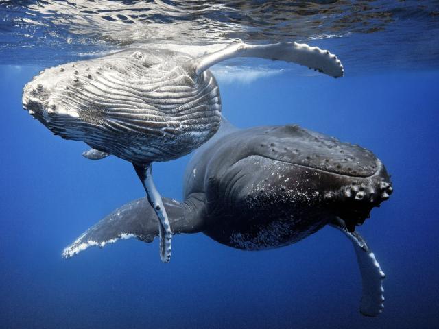 La Baleine Bosse ile des pins nouvelle caledonie
