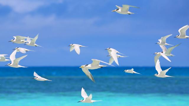 Oiseau - Nouvelle-Calédonie