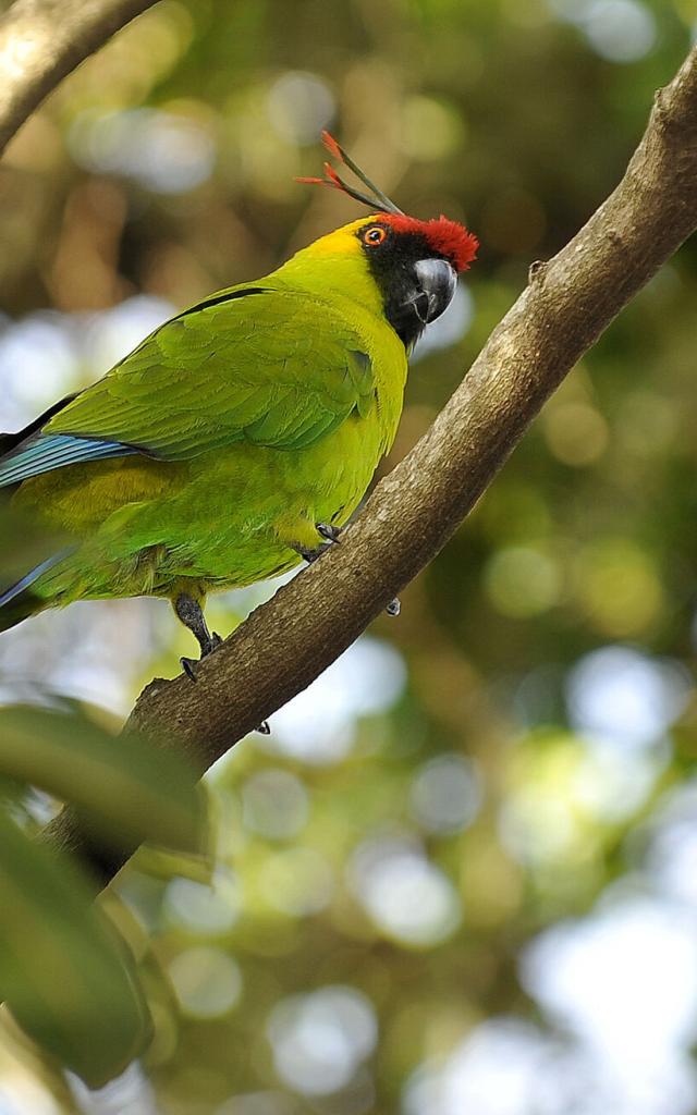 Perruche - Parc Forestier Nouméa