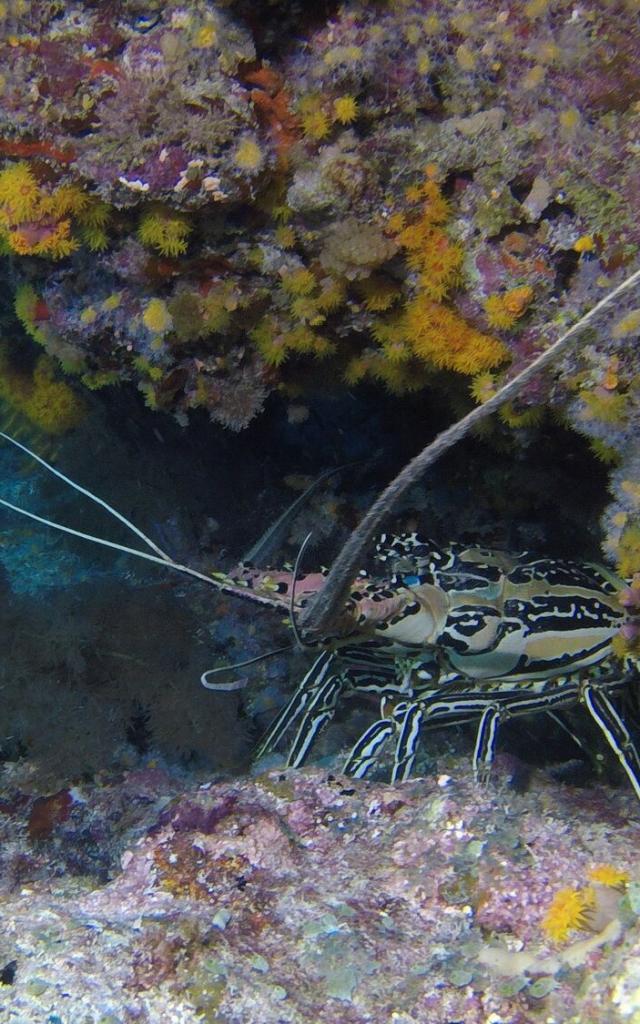 Langouste plongée sous-marine