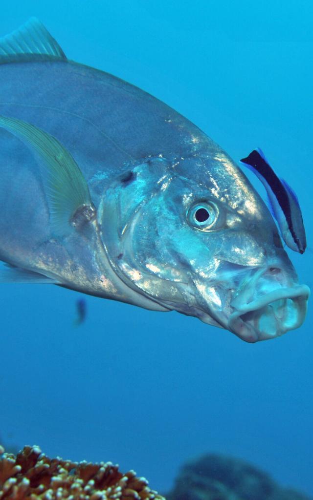 Poisson plongée sous marine - Nouvelle-Calédonie