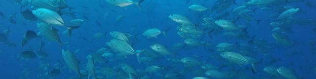 Plongée Sous Marine - Nouméa