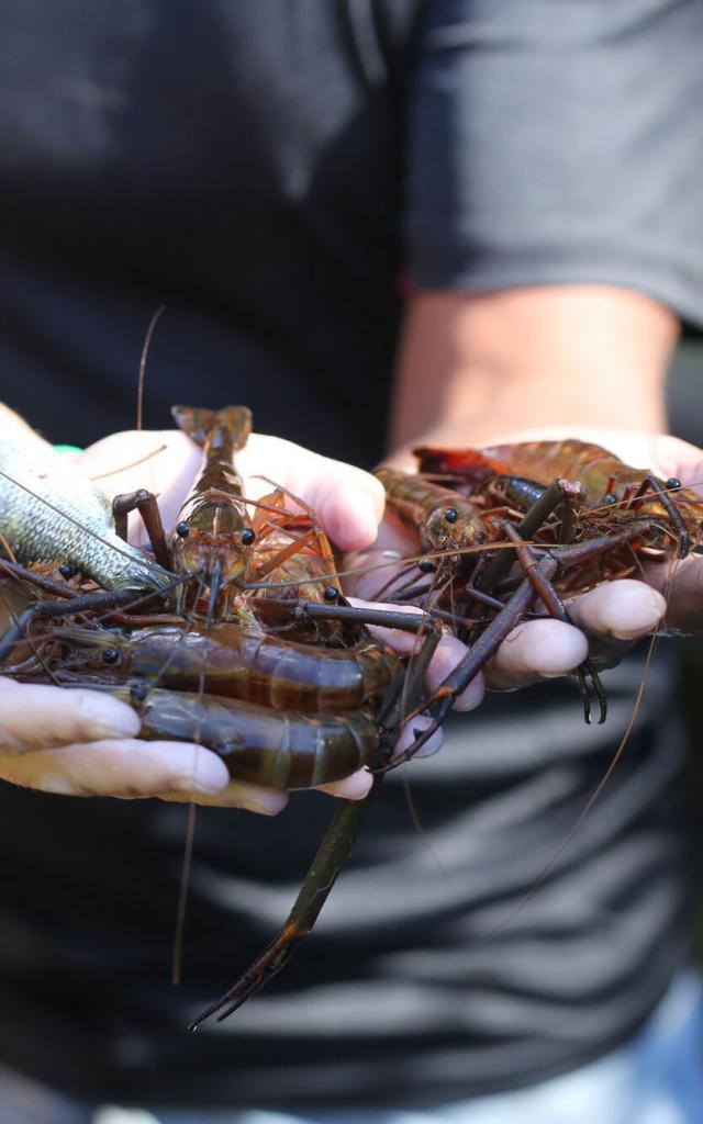 Pêche crevettes - Nouvelle-Calédonie