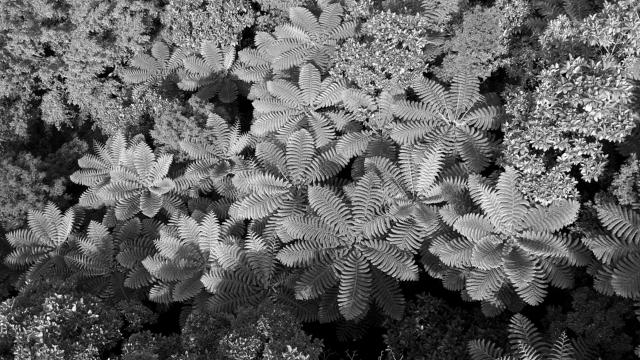 Texture Dps2