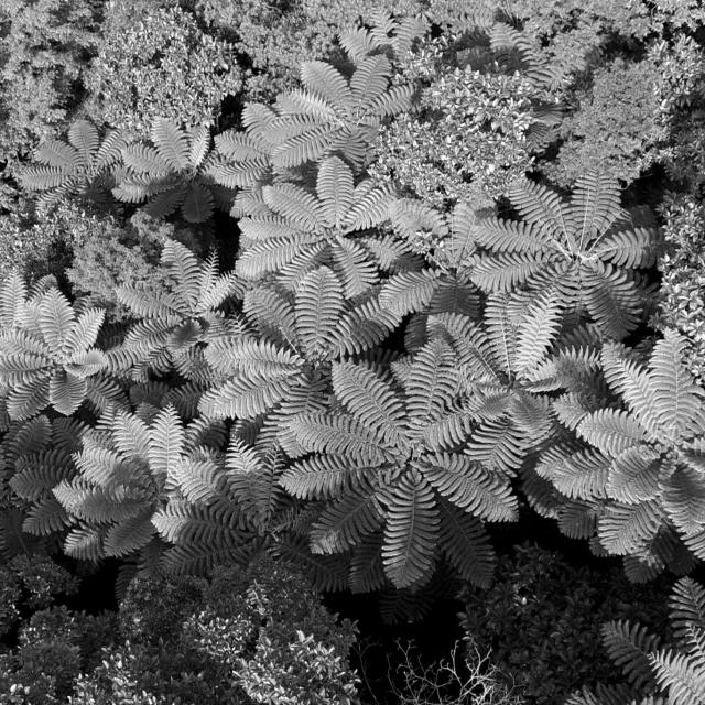 Texture Dps2