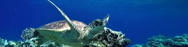 Tortue plongée en Nouvelle-Calédonie Nctps