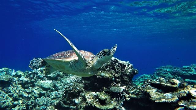 Tortue plongée en Nouvelle-Calédonie Nctps