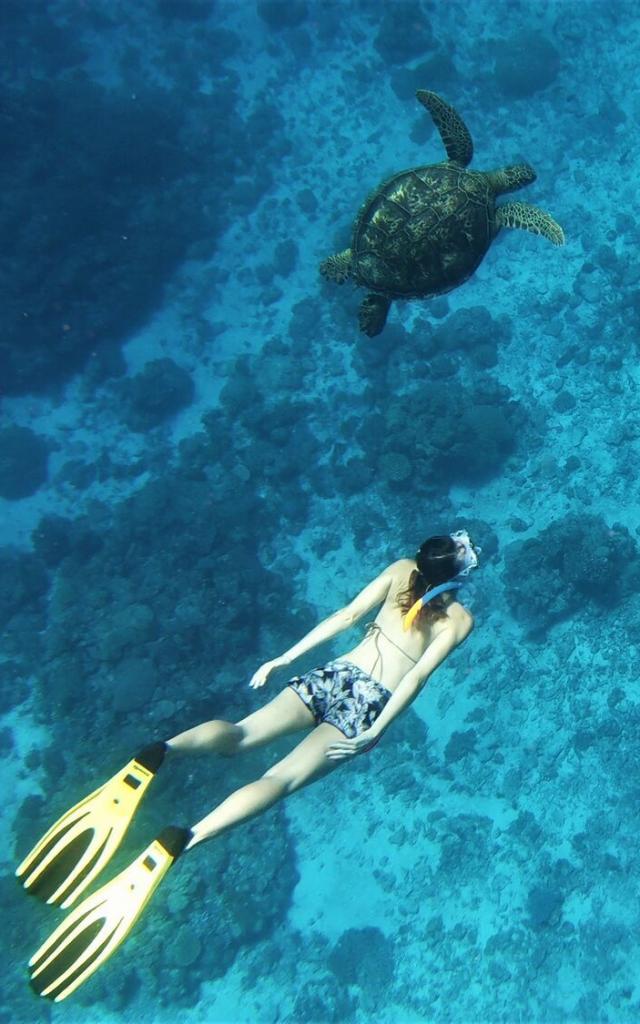 Tortue plongée en Nouvelle-Calédonie