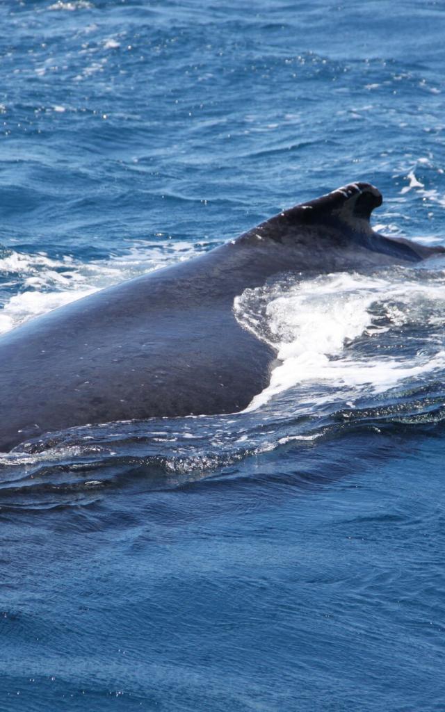 Baleine - Prony