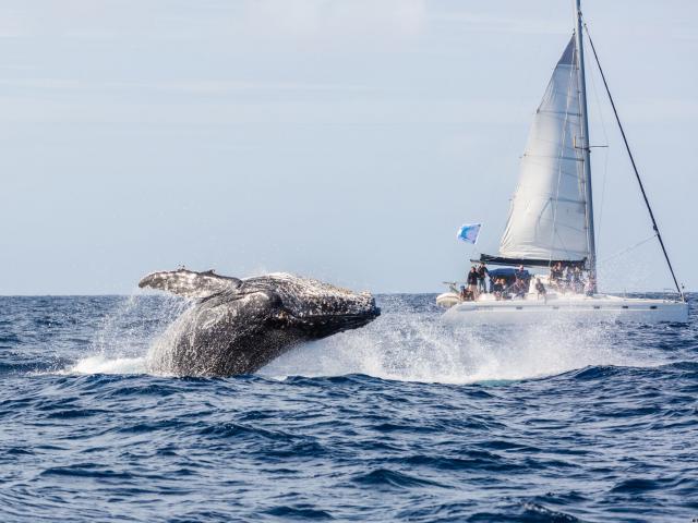 Observation des baleines - Yaté