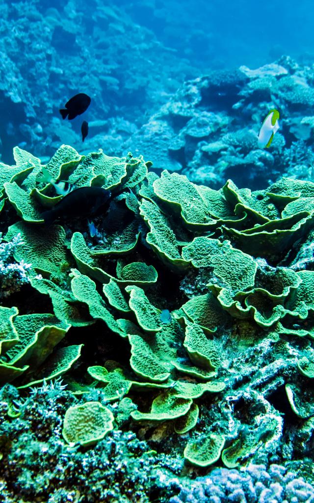 Plongée Bouteille Sous Marine à Bourail