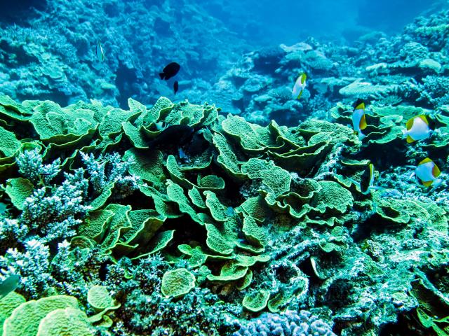Plongée Bouteille Sous Marine à Bourail
