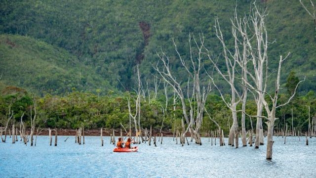 Kayak sur la forêt noyée au Parc Provincial de la Rivière Bleue