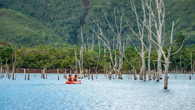 Kayak dans la forêt noyée - Parc de la Rivière Bleue - Grand Sud