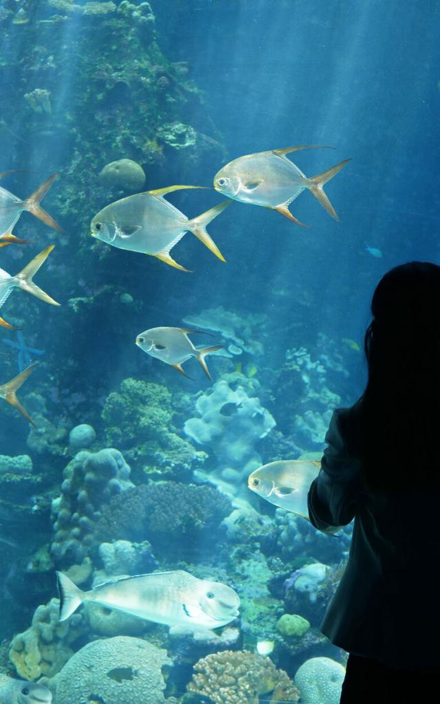 Aquarium des Lagons - Nouméa