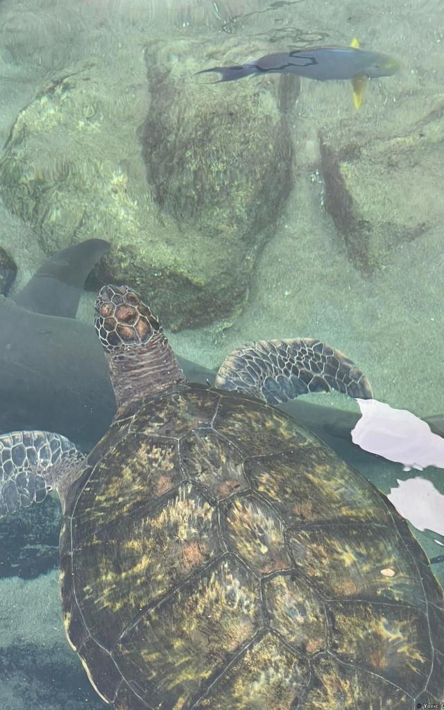 Aquarium des Lagons - Nouméa