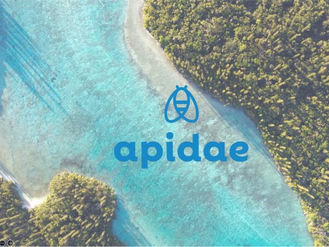 Apidae