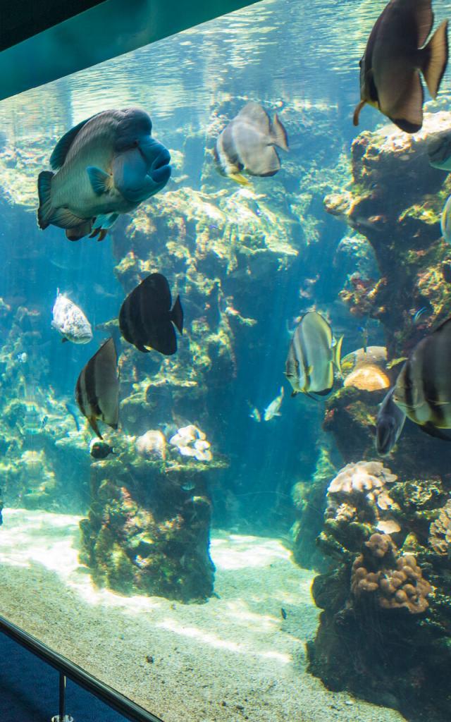 Des touristes en pleine viste de l'Aquarium des Lagons de Nouméa, capitale de la Nouvelle-Calédonie.