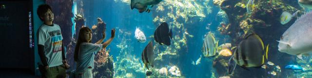 Des touristes en pleine viste de l'Aquarium des Lagons de Nouméa, capitale de la Nouvelle-Calédonie.