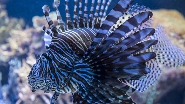 Une rascasse de l'Aquarium des Lagons de Nouméa, capitale de la Nouvelle-Calédonie.