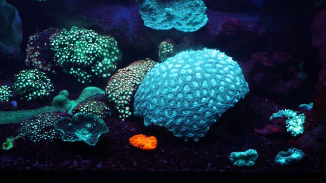 Les coraux fluorescents de l'Aquarium des Lagons de Nouméa, capitale de la Nouvelle-Calédonie.