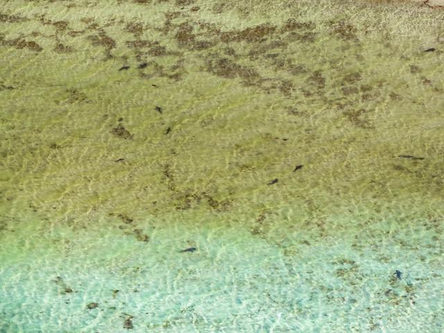 Vue aérienne sur des requins de la Nurserie aux requins située au Nord d'Ouvéa, Îles Loyautés de Nouvelle-Calédonie.