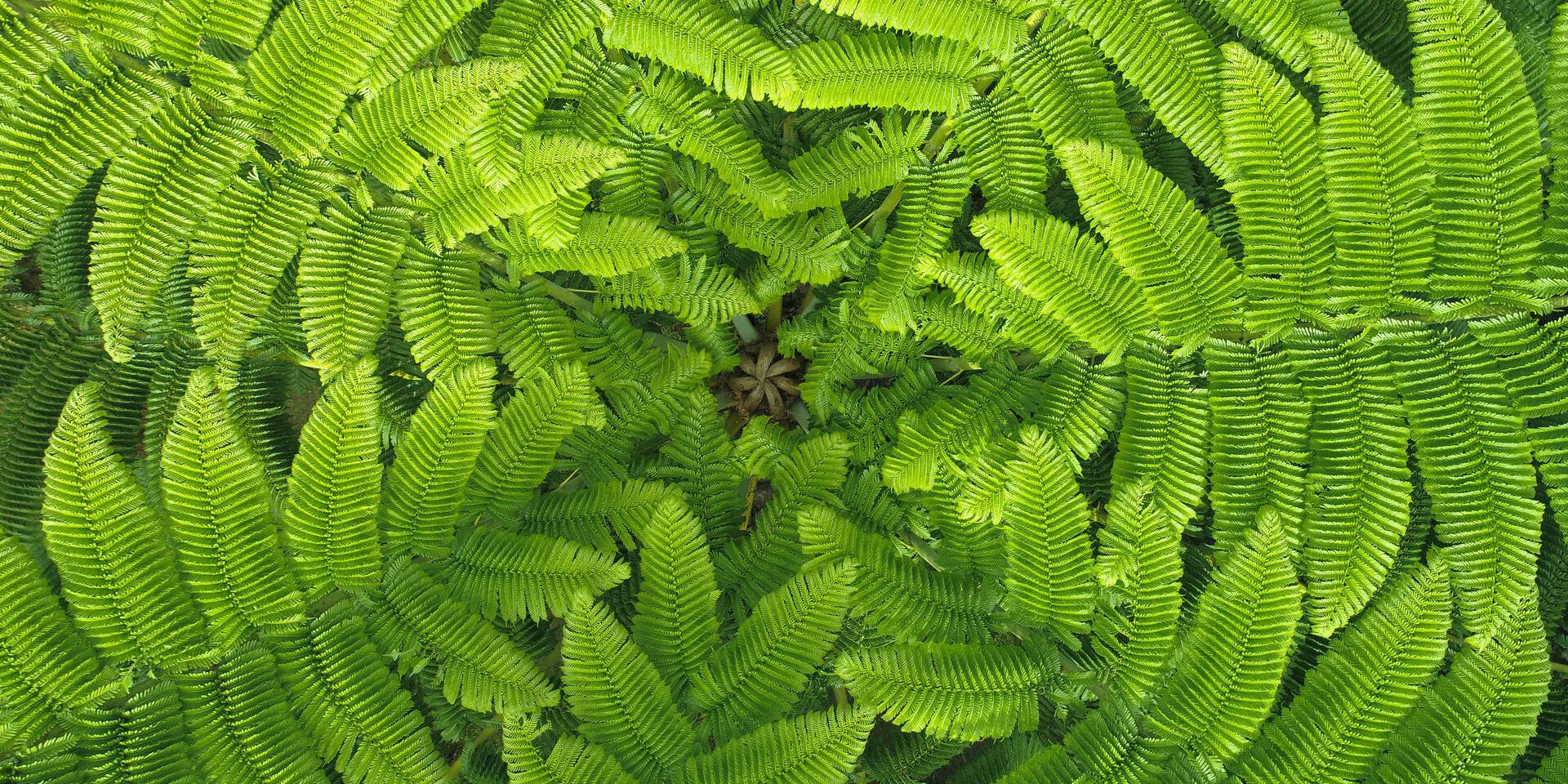 Parc des Grandes Fougères in Farino, New Caledonia.