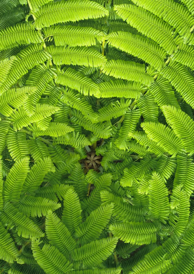 Le Parc des Grandes Fougères à Farino en Nouvelle-Calédonie.