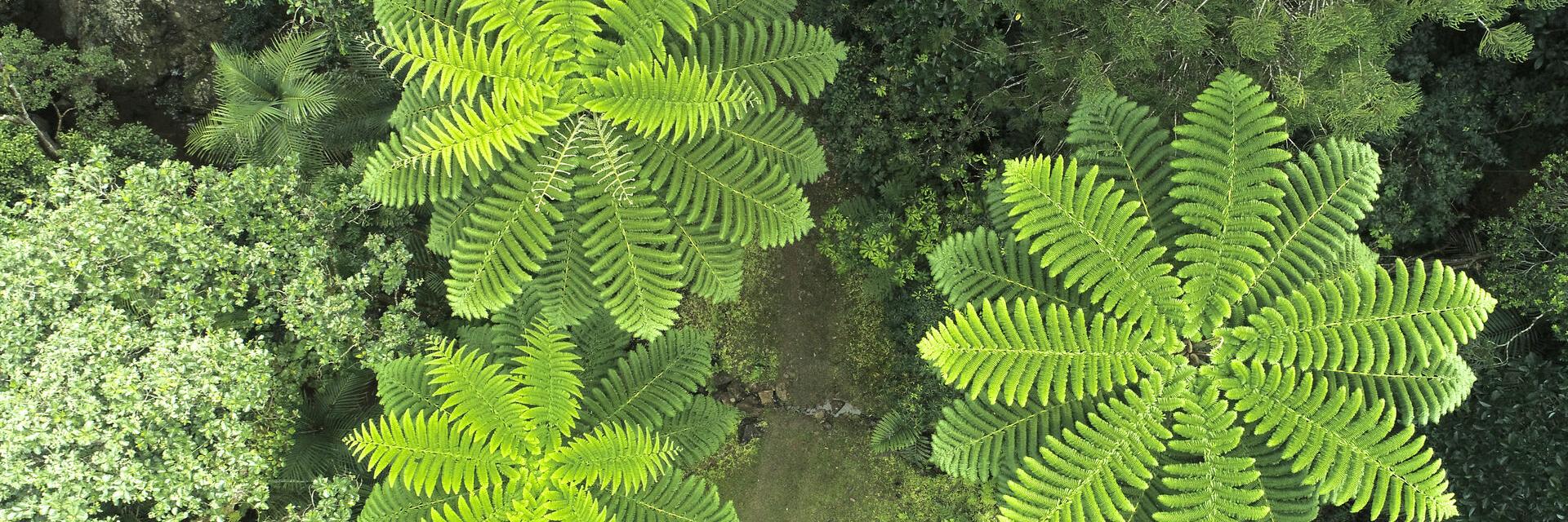Great Ferns Park in Farino