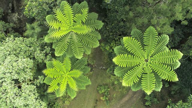 Vue aérienne du Parc des Grandes Fougères à Farino, en Nouvelle-Calédonie.