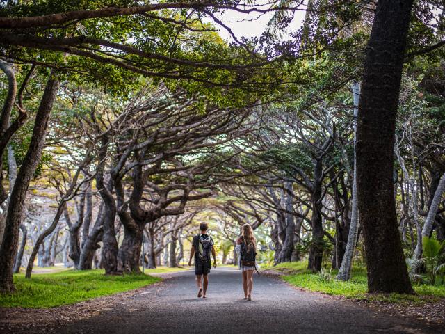 Balade sous les arbres majestueux de la route de Kuto à l'Île des Pins en Nouvelle-Calédonie.