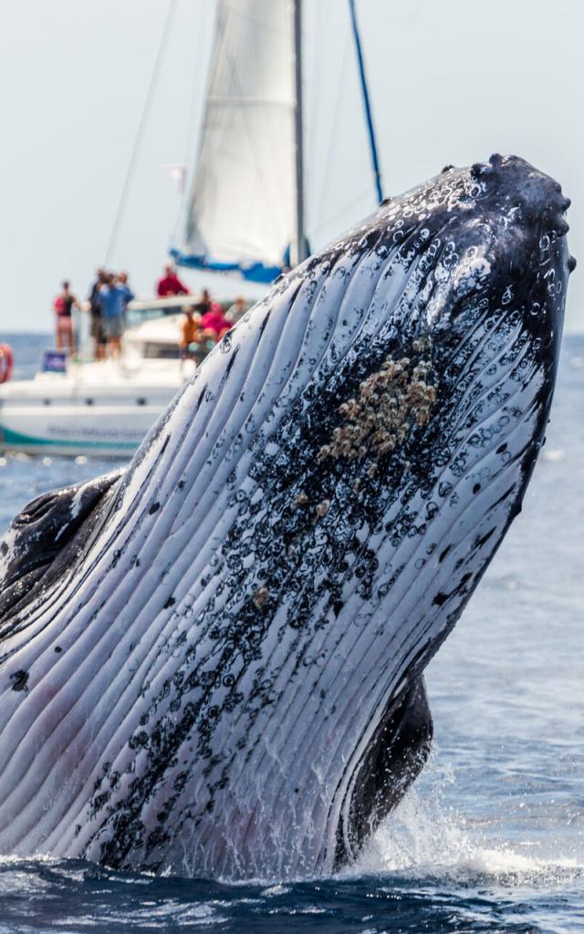Whale watching on a catamaran excursion in New Caledonia's southern lagoon.