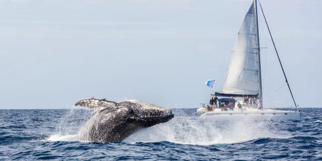 Whale watching in the South Lagoon, New Caledonia