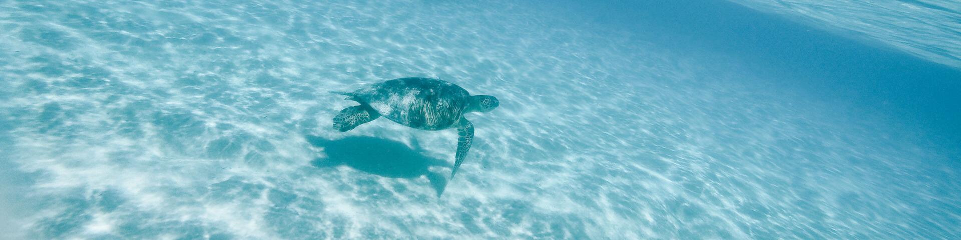Turtle of Poé lagoon, Bourail