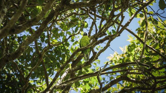 Observation de oiseaux au Parc des Grandes Fougères à Farino en Nouvelle-Calédonie.