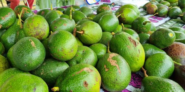 Avocat de Maré