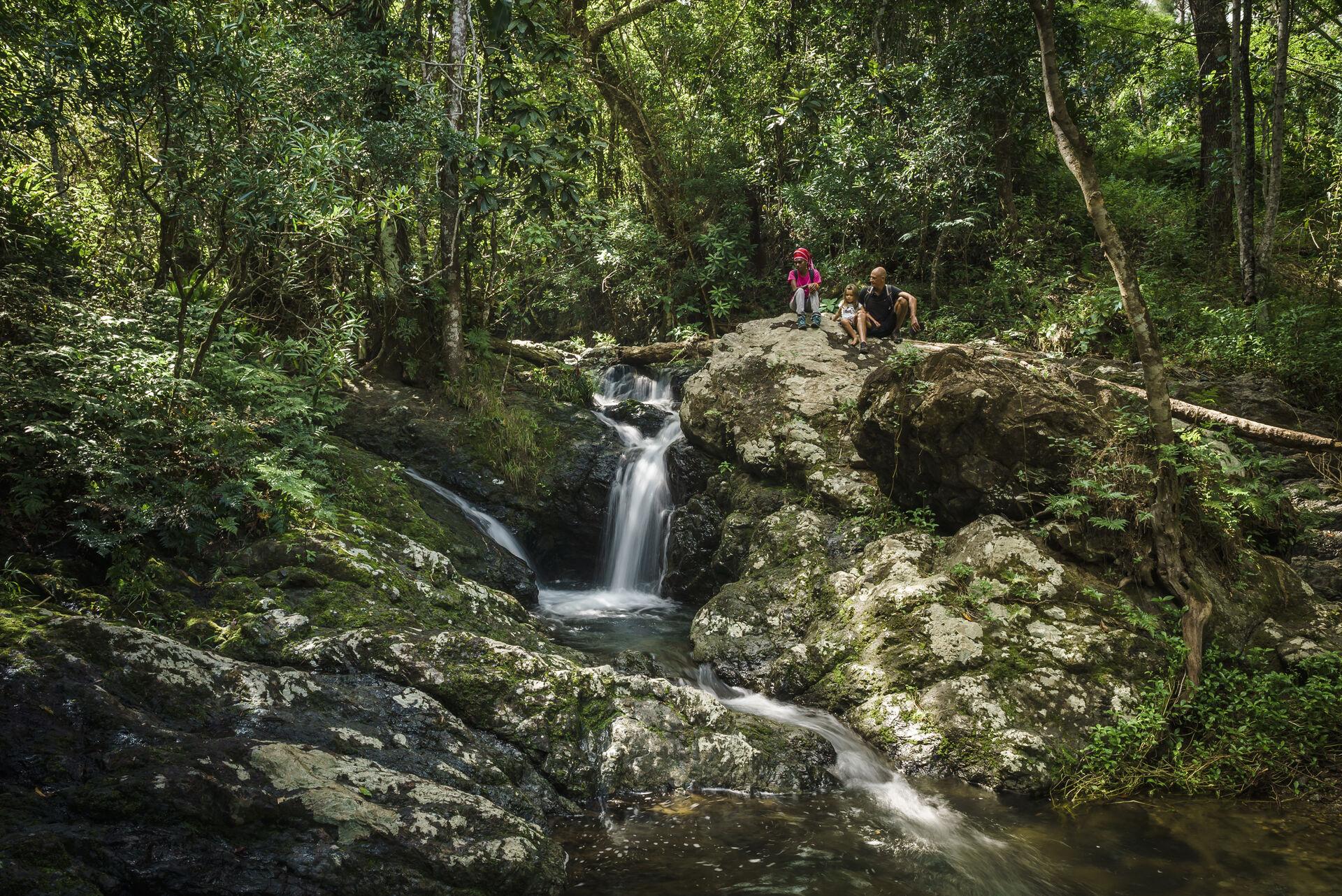 Guided walking tour of the Parc des Grandes Fougères in Farino, New Caledonia.