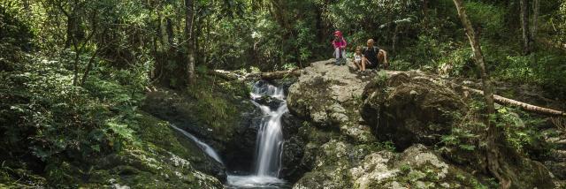 Visite pédestre guidée du Parc des Grandes Fougères à Farino, en Nouvelle-Calédonie.