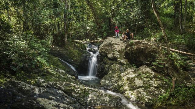 Visite pédestre guidée du Parc des Grandes Fougères à Farino, en Nouvelle-Calédonie.