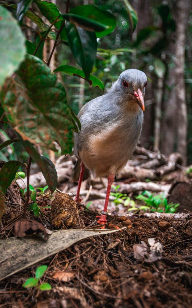 Le cagou observé au Parc Provincial de la Rivière Bleue en Nouvelle-Calédonie.