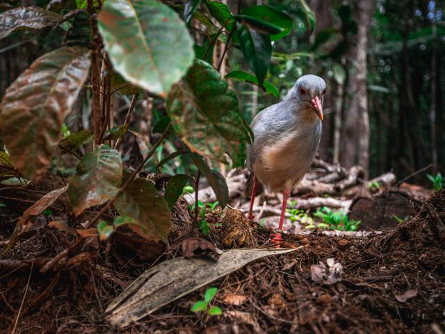 Le cagou observé au Parc Provincial de la Rivière Bleue en Nouvelle-Calédonie.