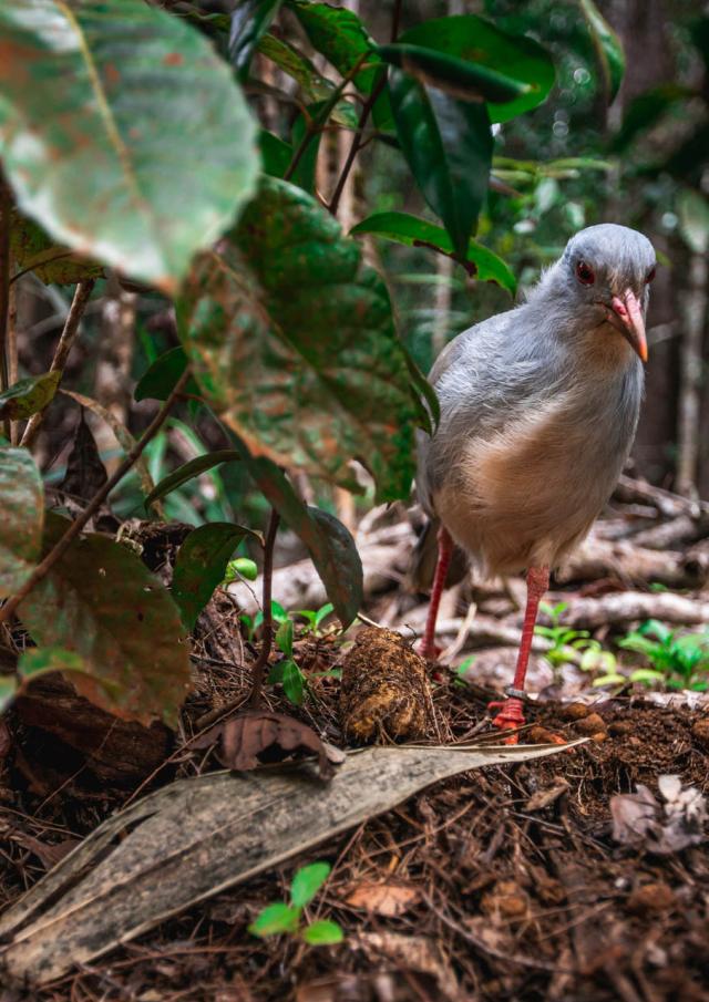 Le cagou observé au Parc Provincial de la Rivière Bleue en Nouvelle-Calédonie.