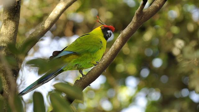 La perruche d'Ouvéa observée au Parc Forestier de Nouméa en Nouvelle-Calédonie.