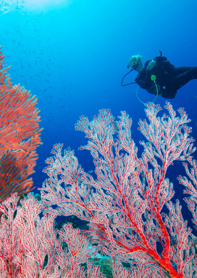 Plongée sous-marine et gorgones du lagon de Hienghène en Nouvelle-Calédonie.