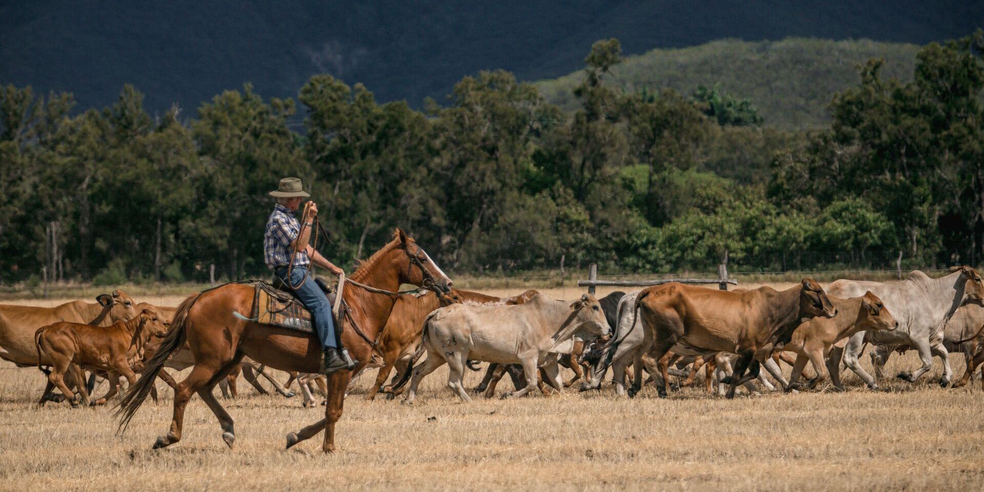 Rentrée de bétail à la ferme de Néméara, Bourail