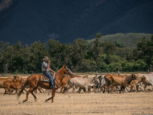Livestock arrival at Néméara farm, Bourail