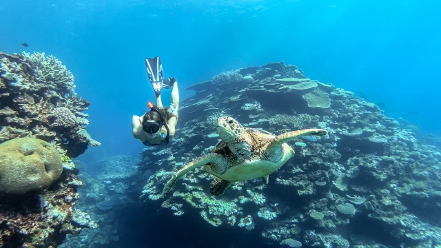 Plongée en apnée accompagné des tortues dans le lagon de Maré, Îles Loyauté de Nouvelle-Calédonie.