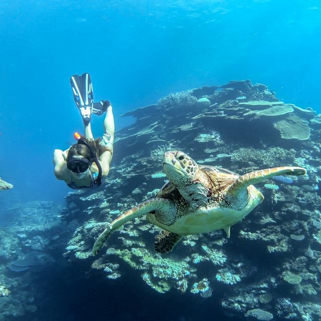 Plongée en apnée accompagné des tortues dans le lagon de Maré, Îles Loyauté de Nouvelle-Calédonie.