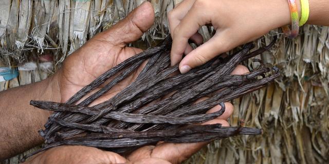 Gousses de vanille de Lifou, Îles Loyauté de Nouvelle-Calédonie.