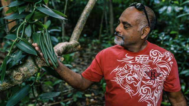 Gousses de la célèbre vanille de Lifou, Îles Loyauté de Nouvelle-Calédonie.